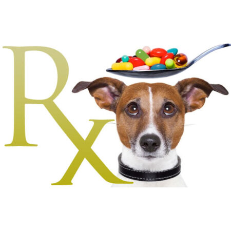 dog medications