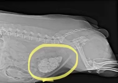 Bladder Stones in a dog