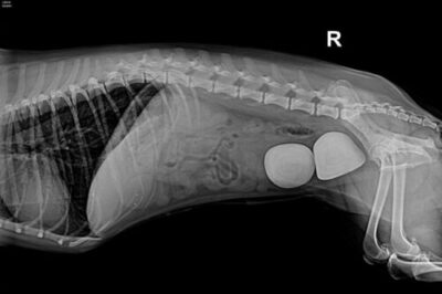 Bladder stones in a dog